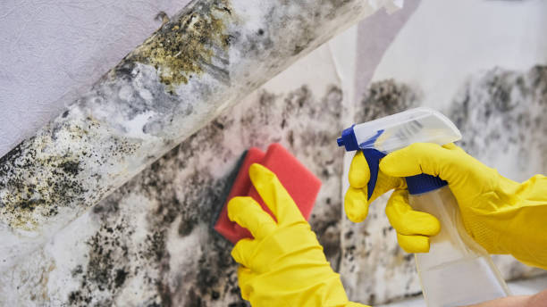 Why You Should Choose Our Mold Remediation Services in Lake Brownwood, TX